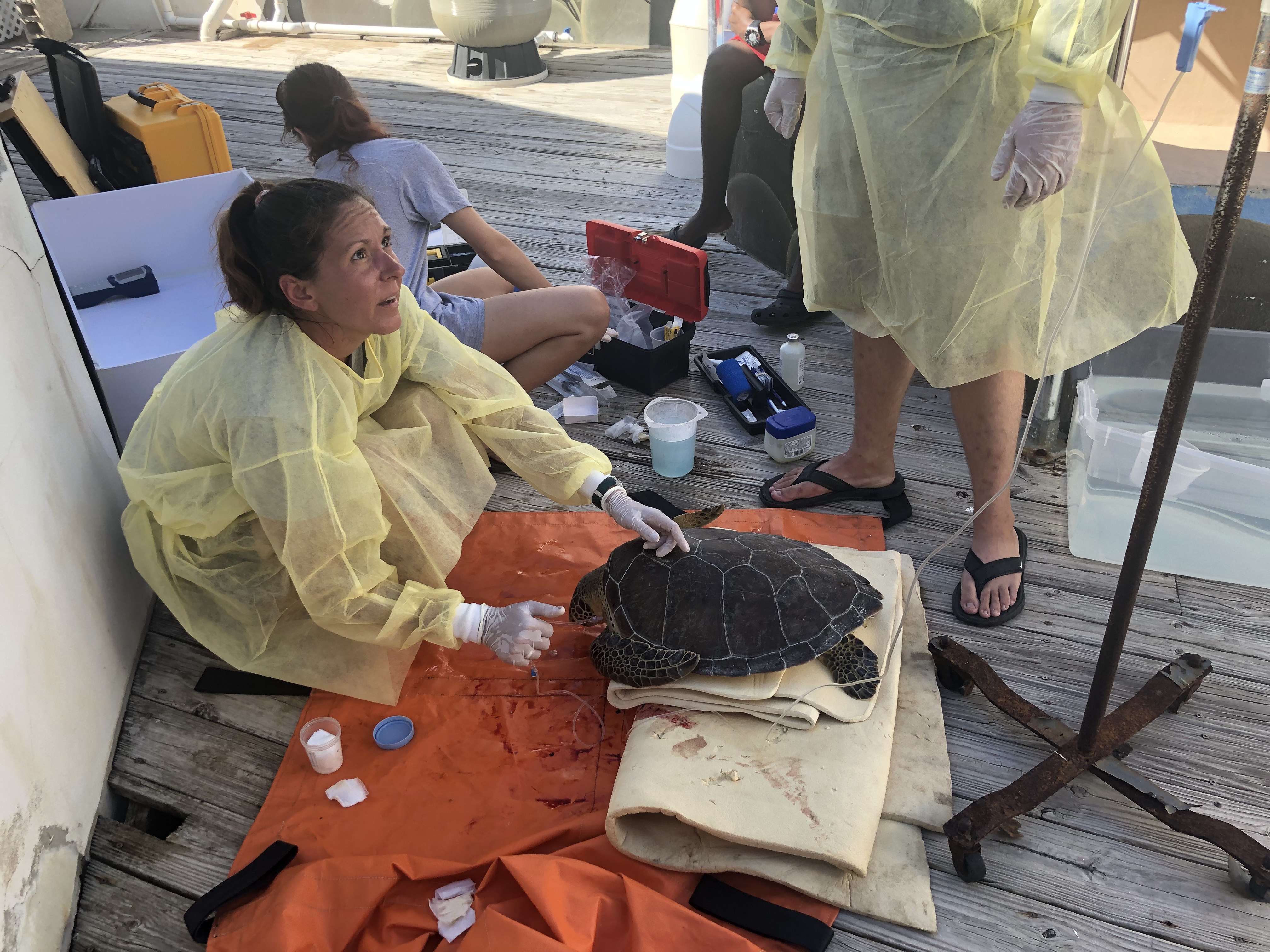 Coral World Ocean Park Team Rescues Sea Turtle At Bolongo Bay Cliffs