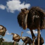 Ostrich, Rodent On The Menu as Cuba Seeks Food Miracle