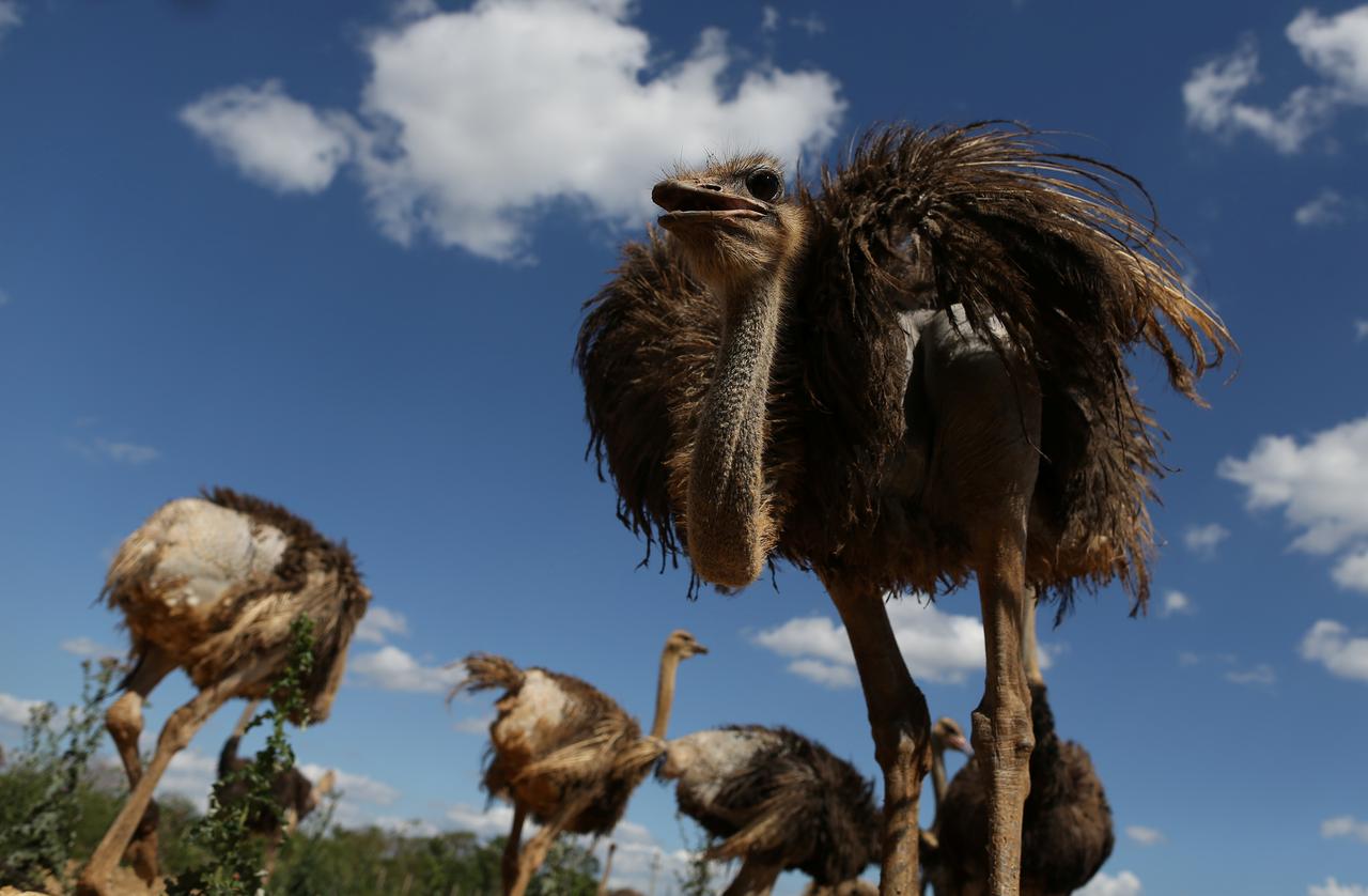 Ostrich, Rodent On The Menu as Cuba Seeks Food Miracle