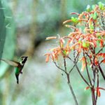 Celeb Or Stranger? Study Weighs Americans’ Interest In Birds