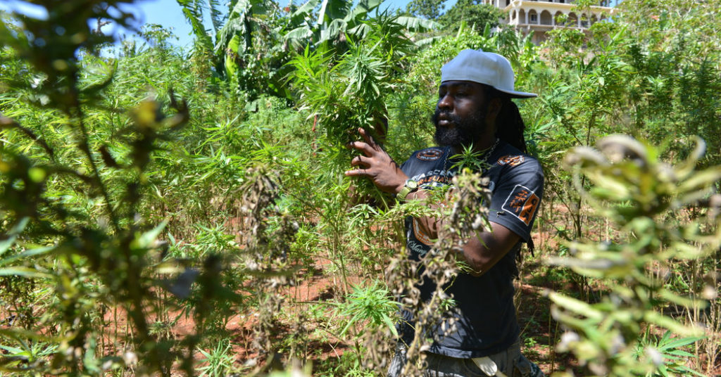 As Jamaica Looks To Cash In On Cannabis, Rastafarians Fear Being Left Out