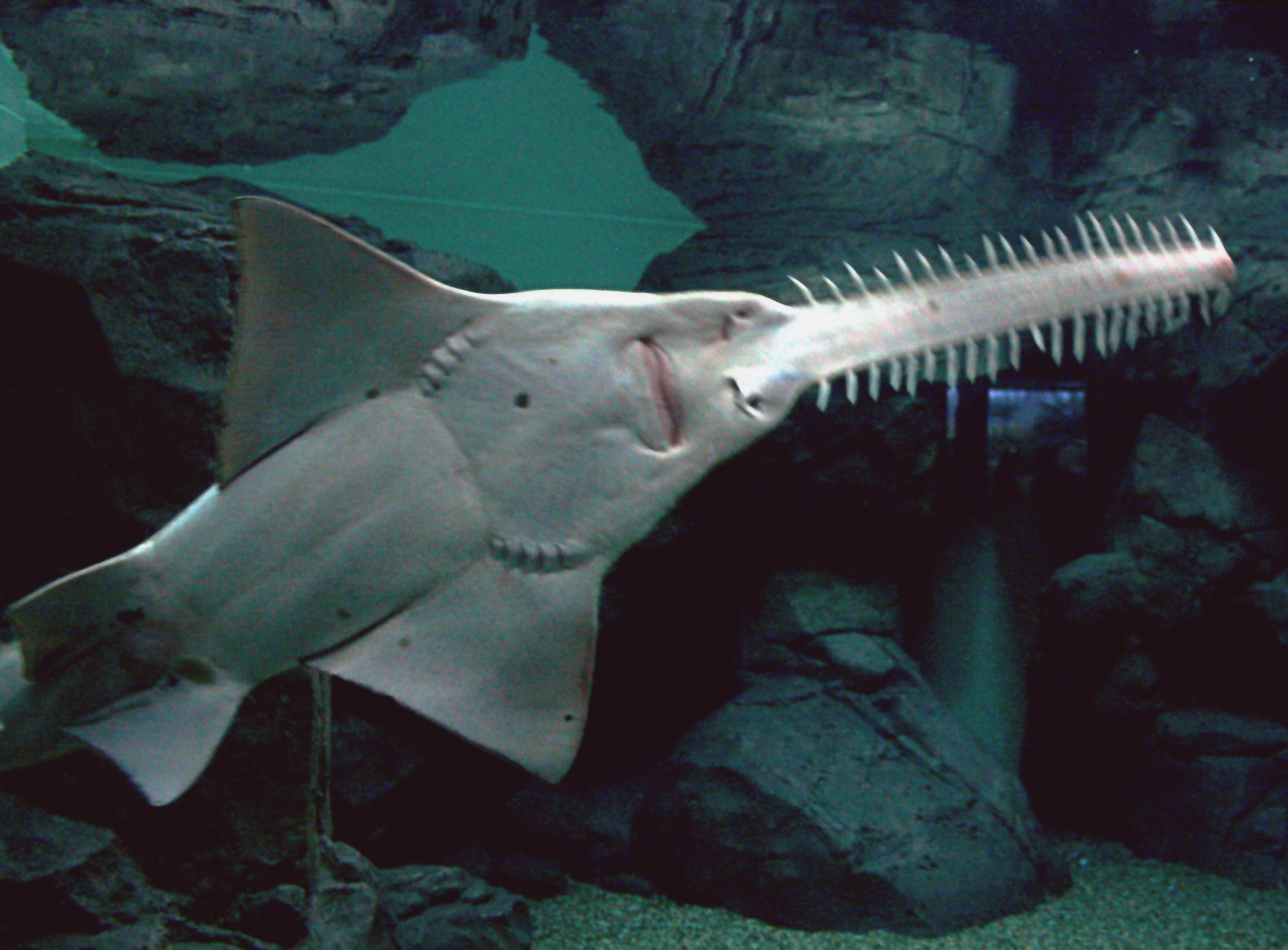 Caribbean Countries Agree To Protect Endangered ﻿ Largetooth Sawfish