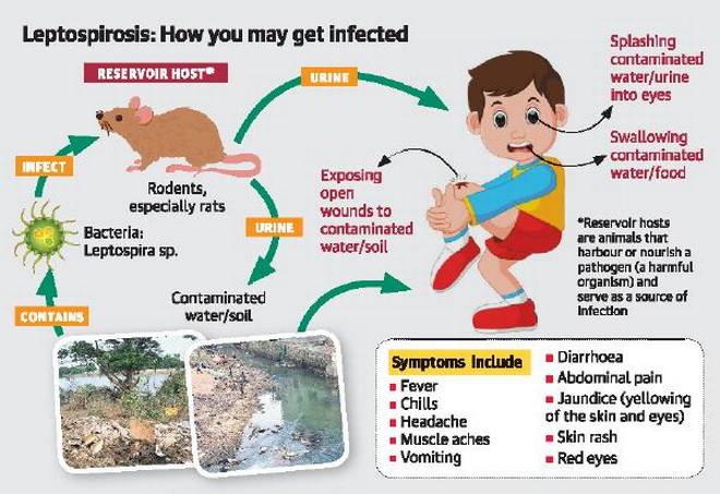 Leptospirosis Sets In On Humans In USVI After Major Hurricanes Irma and Maria