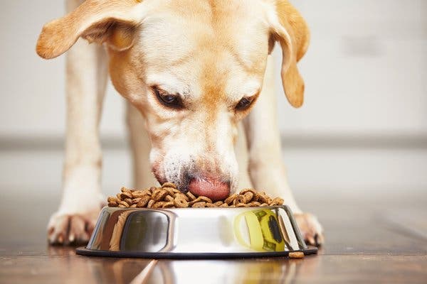 FDA Says 16 Brands Of Dog Food Linked To Heart Disease In Canines
