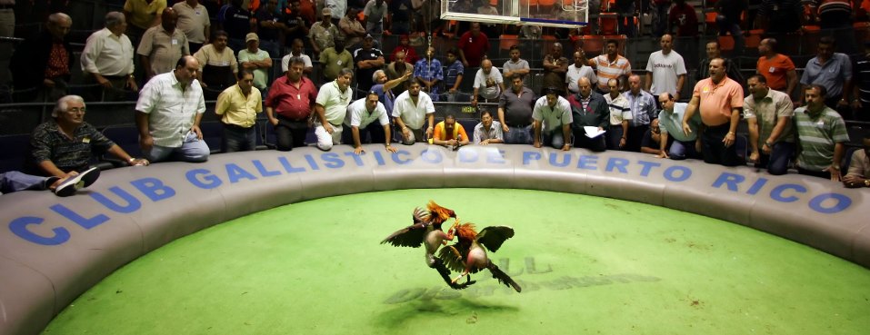 STIR IT UP! Puerto Rico Picking A Fight With Feds Over Cockfighting Ban