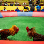 STIR IT UP! Puerto Rico Picking A Fight With Feds Over Cockfighting Ban
