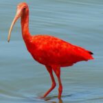 Audubon’s 2019 Christmas Bird Count Results For St. Croix Announced By SEA