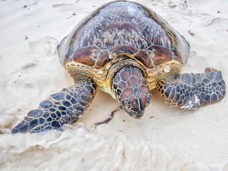 Sea Turtle Research Program 2020 Call for Research Assistants/Interns