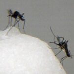 Dengue Fever ‘Epidemic’ Kills 2 Old People In French Caribbean