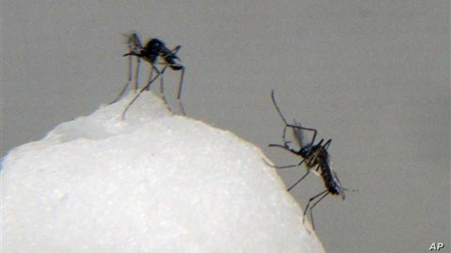 Dengue Fever 'Epidemic' Kills 2 Old People In French Caribbean