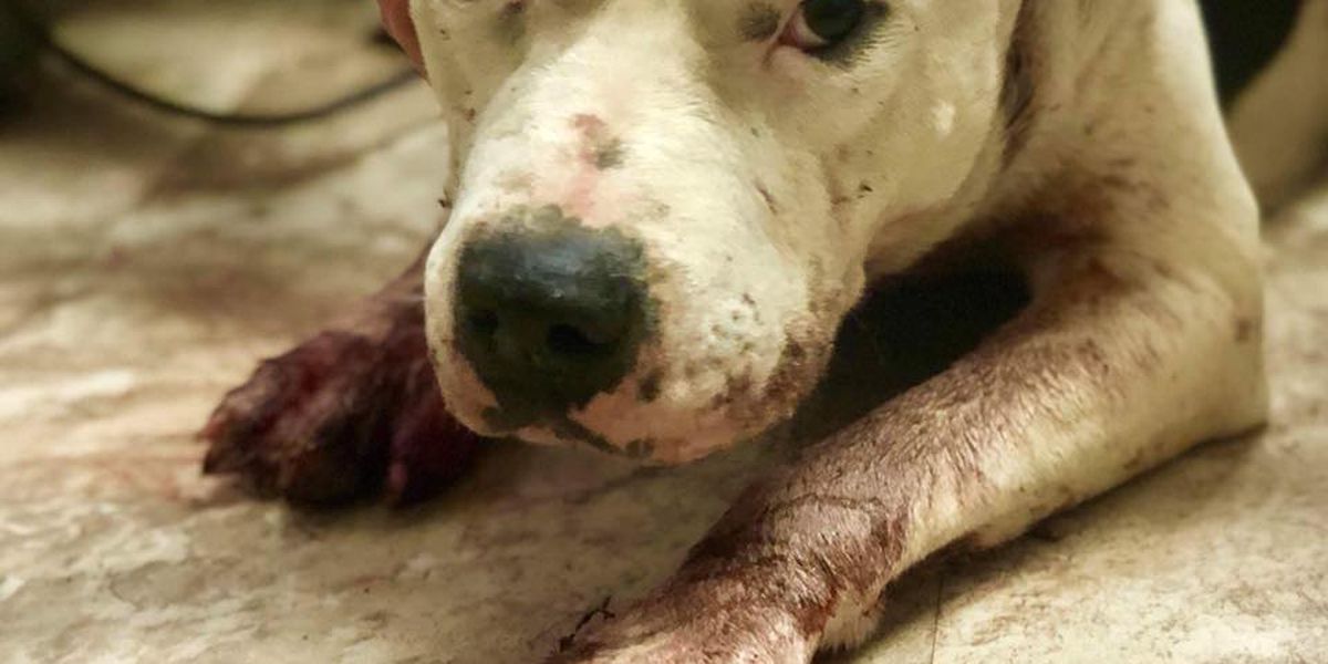 Stray Dog Shot Near WAPA Plant In Richmond On Monday: VIPD