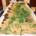 Police Come Across 50 Marijuana Plants When Searching For Suspect