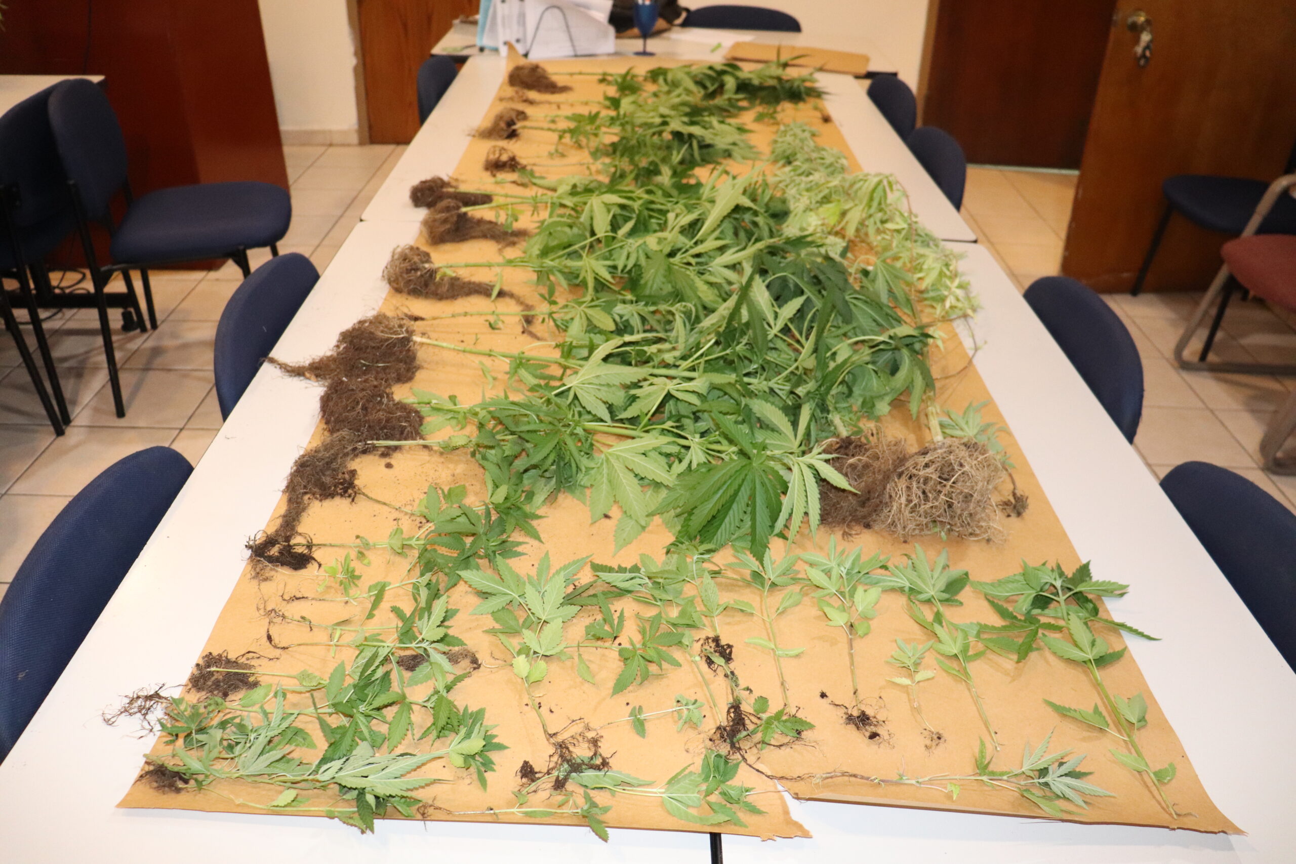 Police Come Across 50 Marijuana Plants When Searching For Suspect