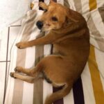 Dog Shot Twice Is Put Down By Veterinarian After Being Paralyzed By Shooting: VIPD