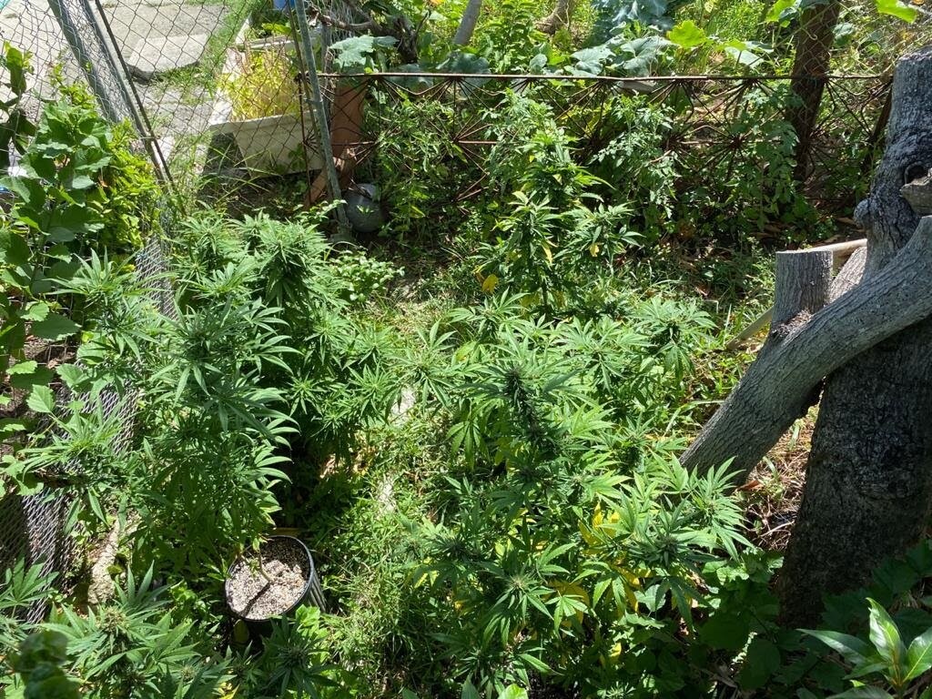 Marijuana Cultivation Site Near Walter I.M. Hodge Pavilion Found By Police