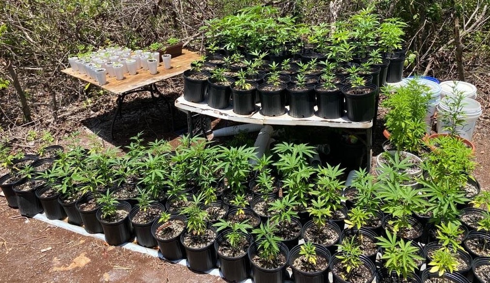 Marijuana Cultivation Site Near Walter I.M. Hodge Pavilion Found By Police