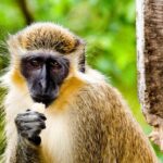 Monkey Hill Is A Tourism Attraction, ‘Invasive Species’ Concern For St. Kitts-Nevis
