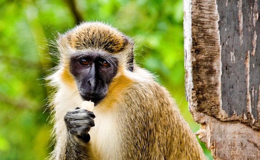 Monkey Hill Is A Tourism Attraction, 'Invasive Species' Concern For St. Kitts-Nevis