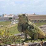 Worsening Drought Forces State of Emergency In Puerto Rico … What Is USVI Doing?