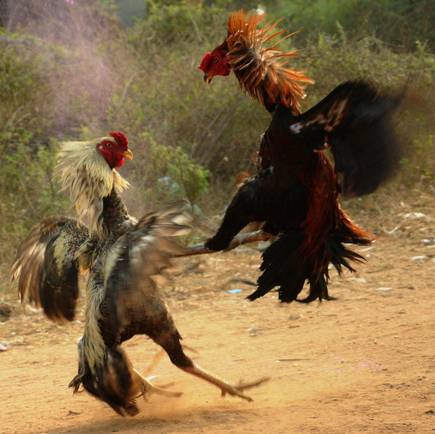 USAO: Cockfighting In The Territory Is Still Prohibited By Federal Law