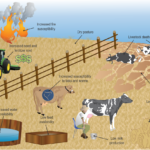 Due To Drought Conditions, USVI Farmers Might Qualify For USDA’s Livestock Forage Disaster Program