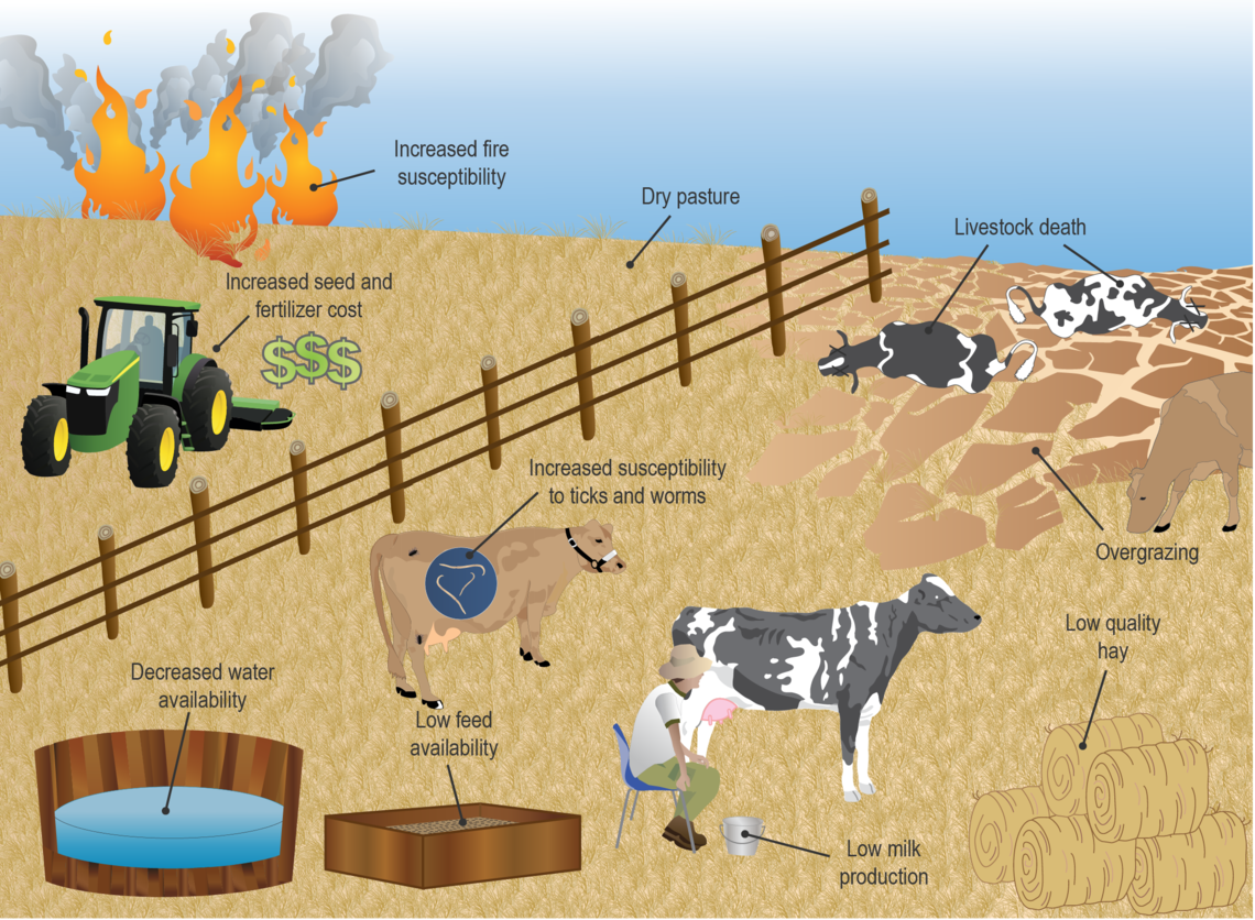 Due To Drought Conditions, USVI Farmers Might Qualify For USDA's Livestock Forage Disaster Program