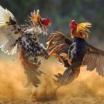 USAO: Cockfighting In The Territory Is Still Prohibited By Federal Law