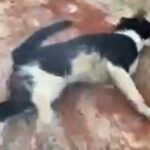 Police Need Your Help To Find 2 Men Who ‘Fed’ Marijuana Smoke To A Cat, Causing Paralysis