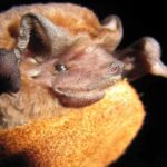 Go To Bat For Bats During Bat Week, Just In Time For Halloween