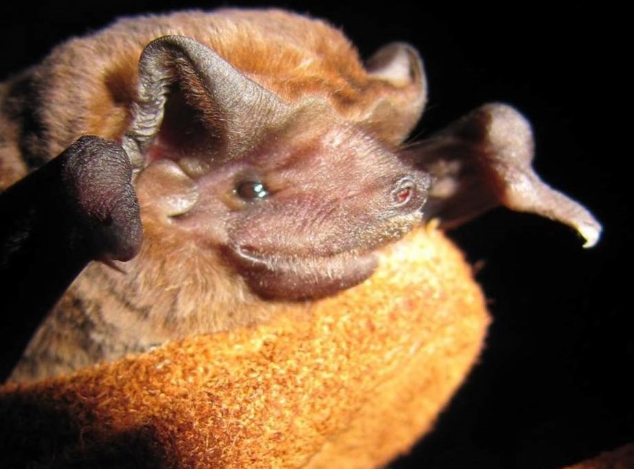 Go To Bat For Bats During Bat Week, Just In Time For Halloween