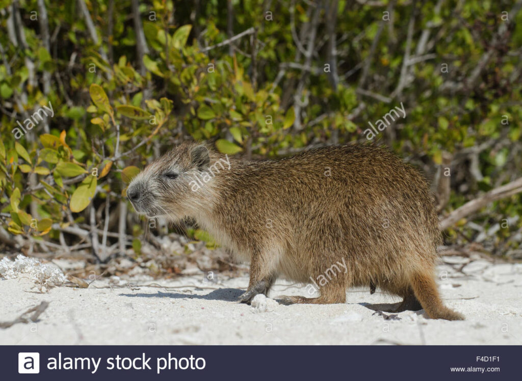 How Rodents The Size Of Bears Arrived In The Caribbean