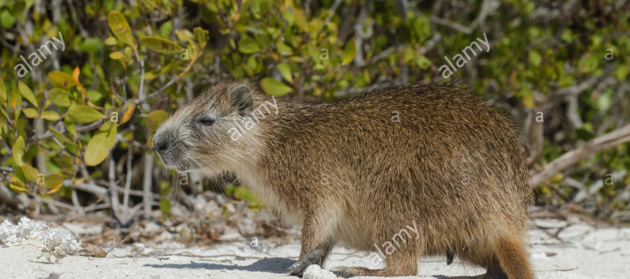 How Rodents The Size Of Bears Arrived In The Caribbean