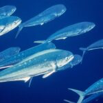 SUSTAINABILITY: U.S. Virgin Islands And Puerto Rico To Get Customized Fishery Rules