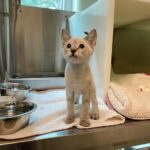 38 St. Thomas Cats And Dogs To Find New Homes In Cape Cod Thanks To The MSPCA