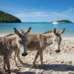 USVI Tourism Department Is Pursuing Tourists Wherever It Can Find Them