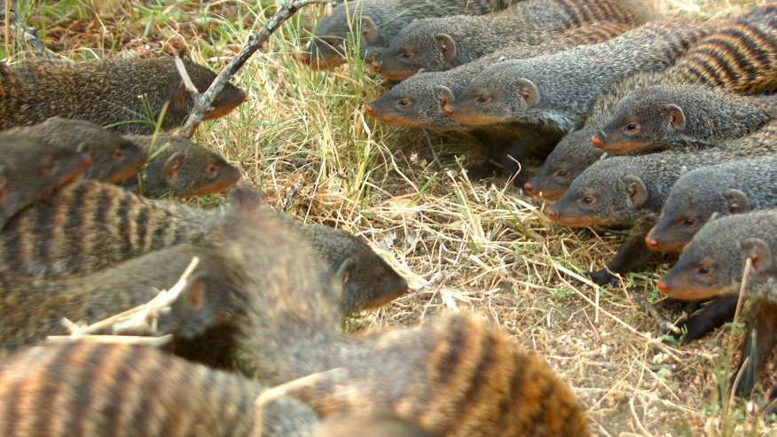 Female Mongooses Pick Fights With The Neighbors In Order To Mate With Rival Males, Avoid Inbreeding