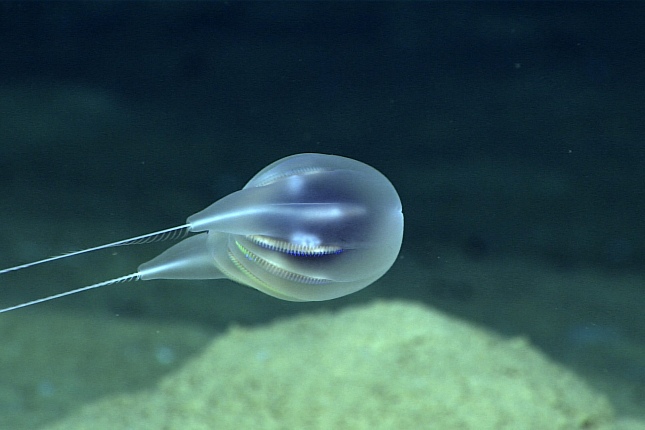 NOAA Scientists Discover New Species Of Translucent Jellyfish Near Puerto Rico
