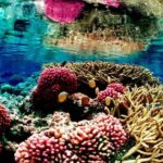 ‘Climate Change, Human Activity’ Threaten The USVI’s And Mainland’s Coral Reefs, NOAA Reports Says