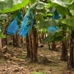 Banana Growers On Guadeloupe, Martinique Poisoned By A Carcinogenic Pesticide