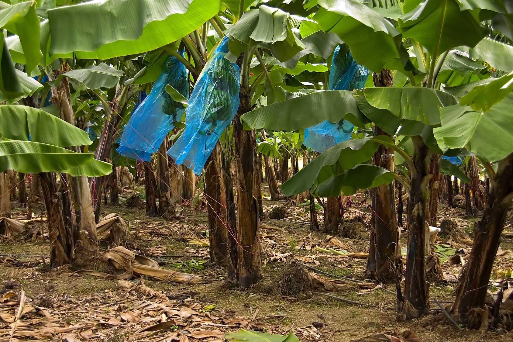 Banana Growers On Guadeloupe, Martinique Poisoned By A Carcinogenic Pesticide