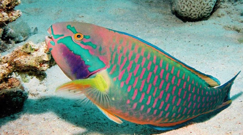 St. Thomas Diver Pleads With Local Fishermen On Social Media: 'Please Don't Catch Parrotfish!'