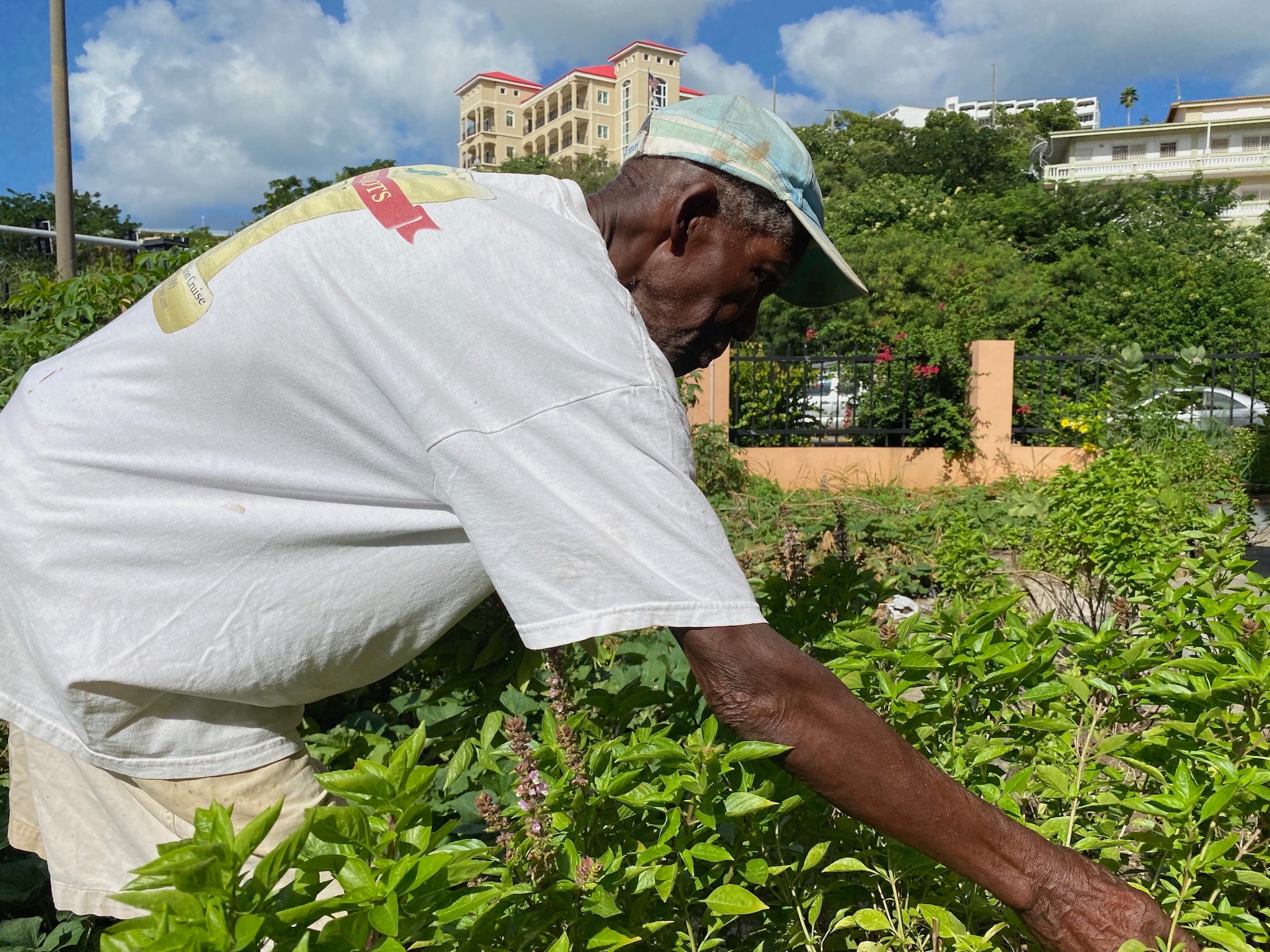 95-Year-Old 'Urban Gardener' Beautifies Housing Community On St. Thomas For 20 Years