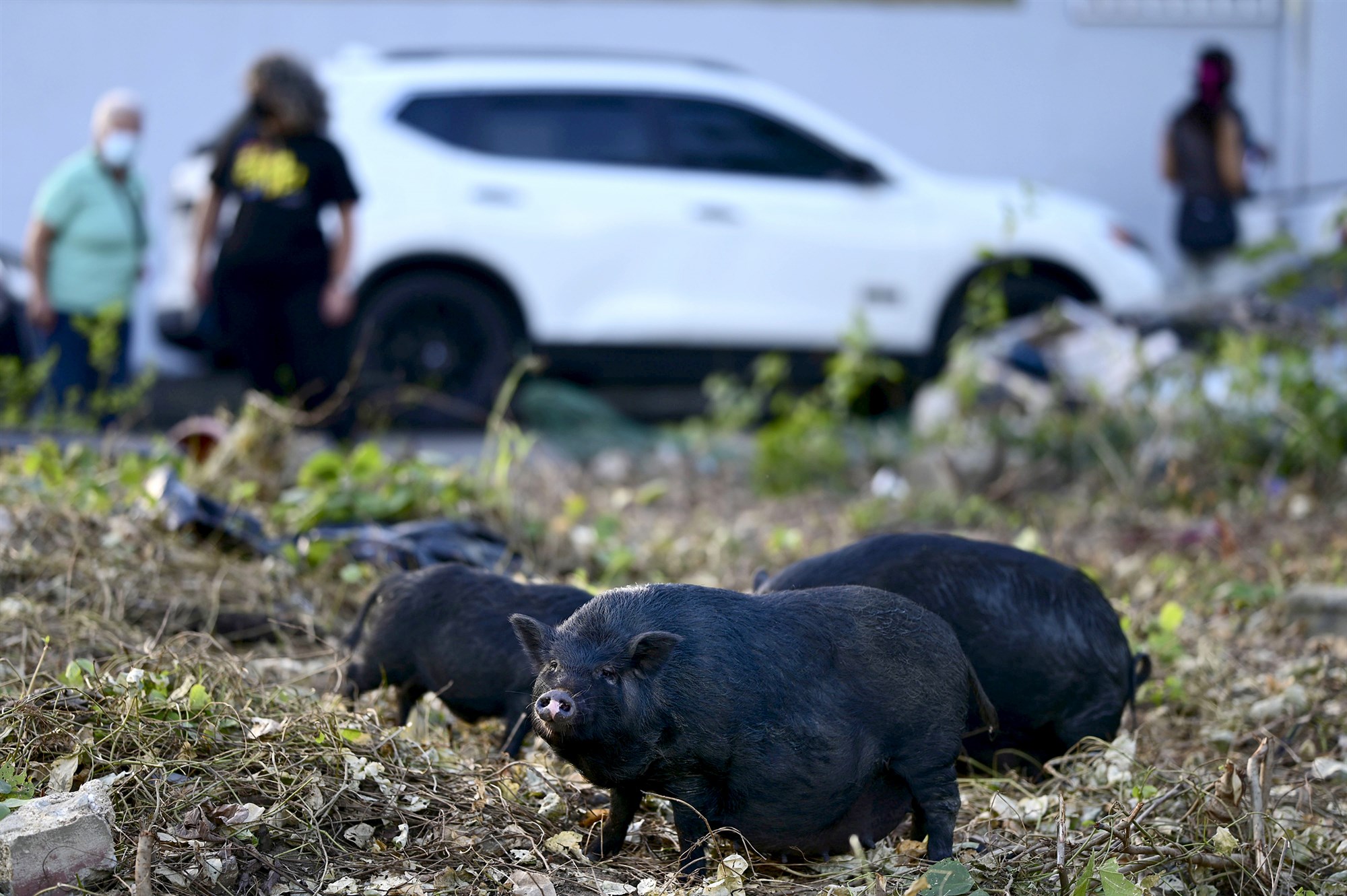 HOG WILD! Pot-Bellied Pigs Running Amok In Puerto Rico And Ruining Christmas