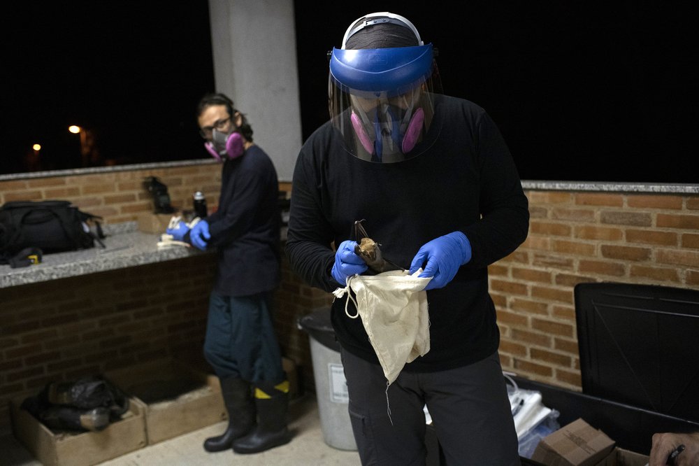 Scientists Focus On Bats For Clues To Prevent Next Pandemic