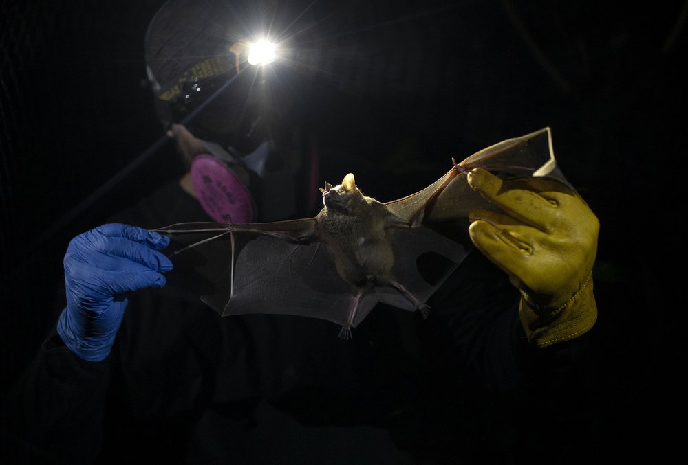 Scientists Focus On Bats For Clues To Prevent Next Pandemic