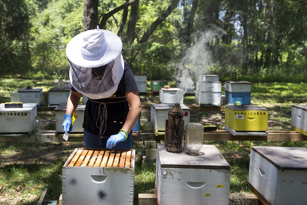 Department of Agriculture Begins Accepting Beekeeping Training Applications