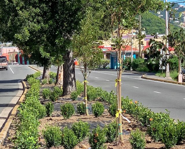 DPW Seeks To Beautify St. Thomas Roadsides Through Pilot Landscaping Project