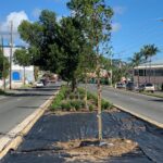 DPW Seeks To Beautify St. Thomas Roadsides Through Pilot Landscaping Project