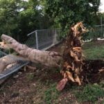 Carnivorous Mushrooms? Leaching Septic Tank? Trade Winds? Barking Dogs? What Killed Rich Doumeng’s Flamboyant Tree? The Final Mystery of the Year 2020