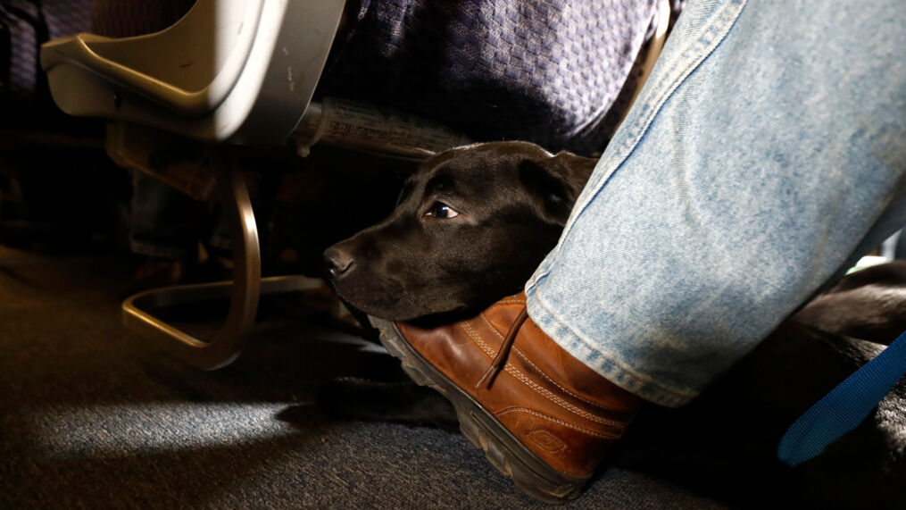 American Airlines Is Grounding Emotional-Support Animals; USDOT Cleared Way For Crackdown